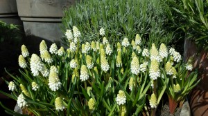 Flowers on rooftop