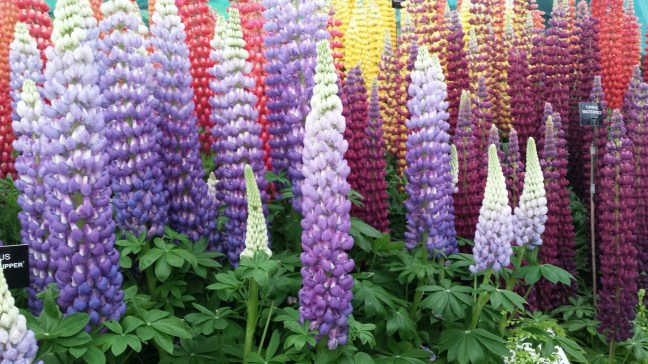 DelphiniumRHSChelsea2014NottingHillyummymummy