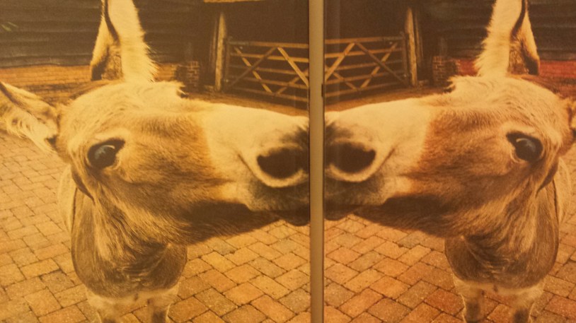 DonQuihoteDonkeyNottinghillyummymummy