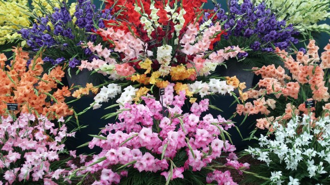 GladioliRHSChelsea2014NottingHillyummymummy