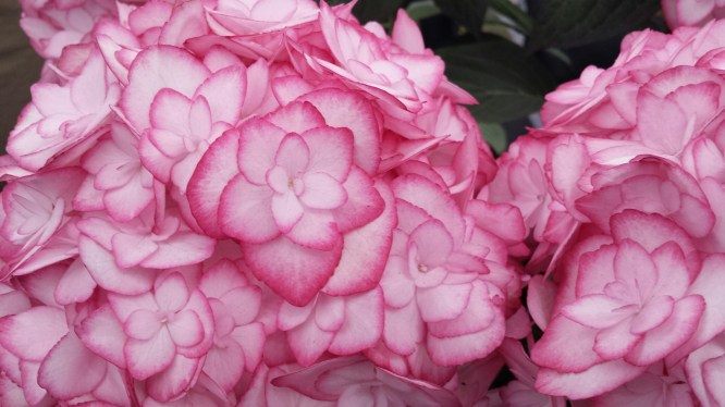 HydrangeaBestFlowerRHSFlowerShow2014NottingHillYummyMummy