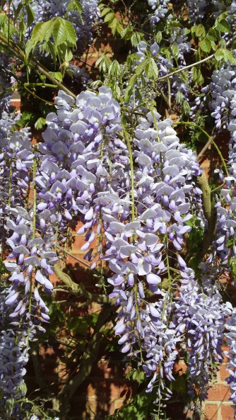 WisteriaLaneNottingHillyummymummy