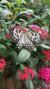 ButterflyexhibitNatHistoryMuseum1NHYM