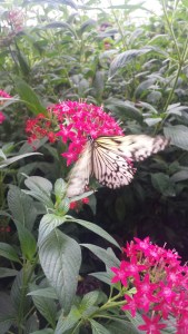 ButterflyexhibitNatHistoryMuseum2NHYM