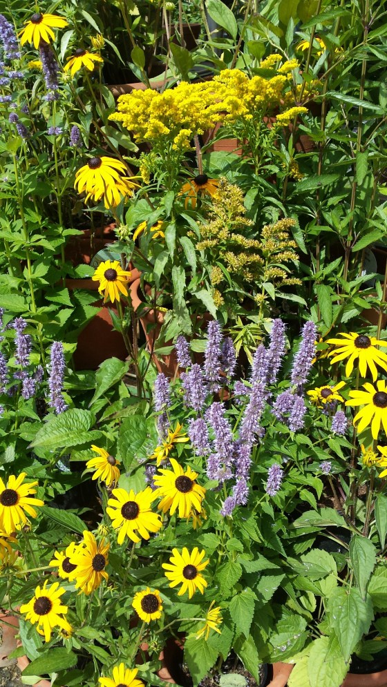 PetershamNurseriesNHYM