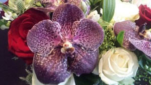 1VioletOrchidAppleyardNHYM