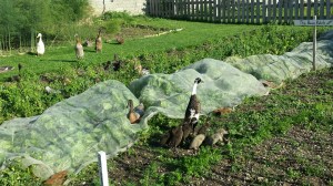 WoolleyGrangeDucklings&GeeseNHYM