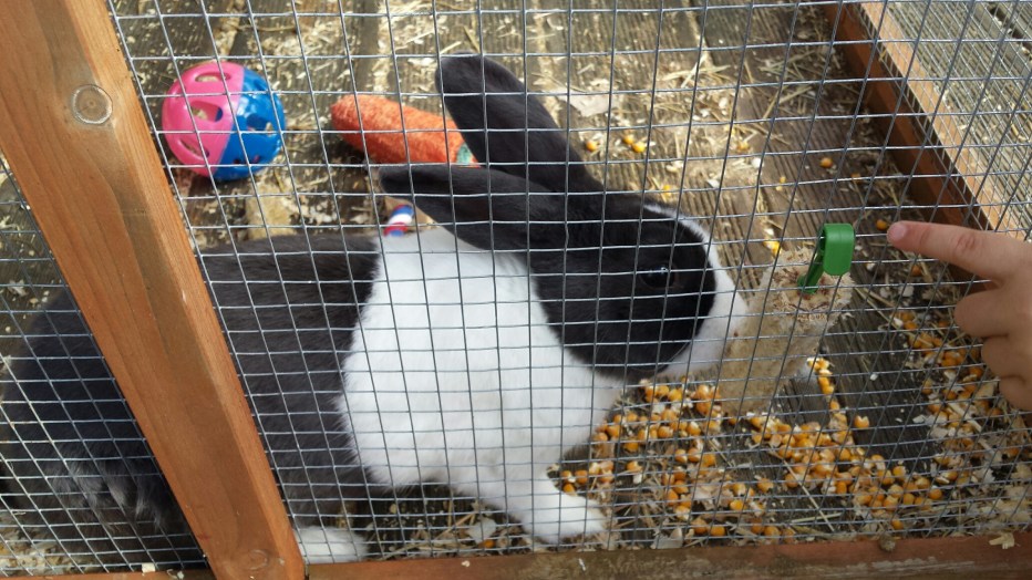 WoolleyGrangeRabbitNHYM