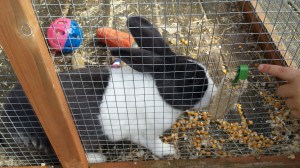 WoolleyGrangeRabbitNHYM