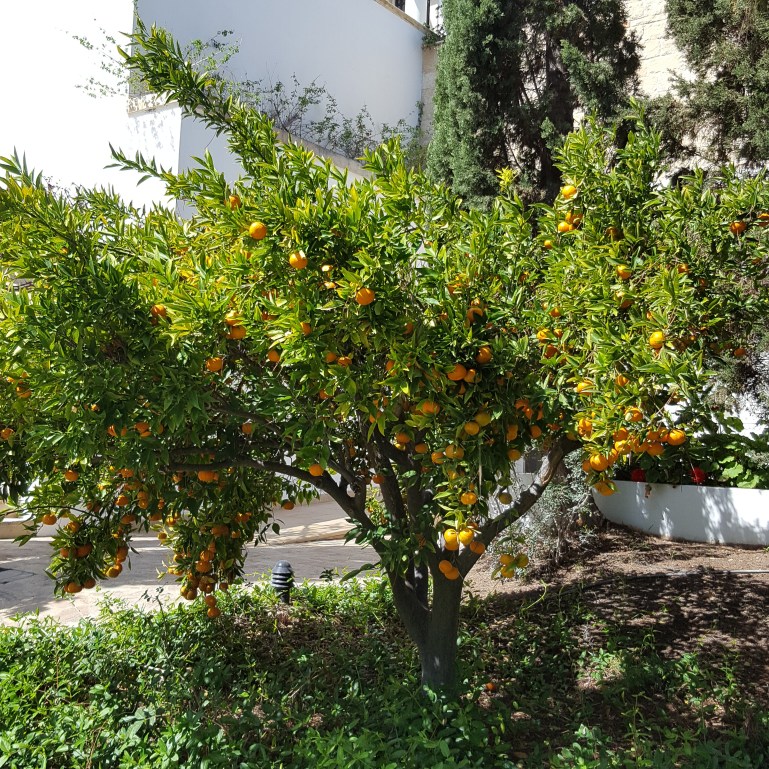 ClementineTreeAnassaNHYM