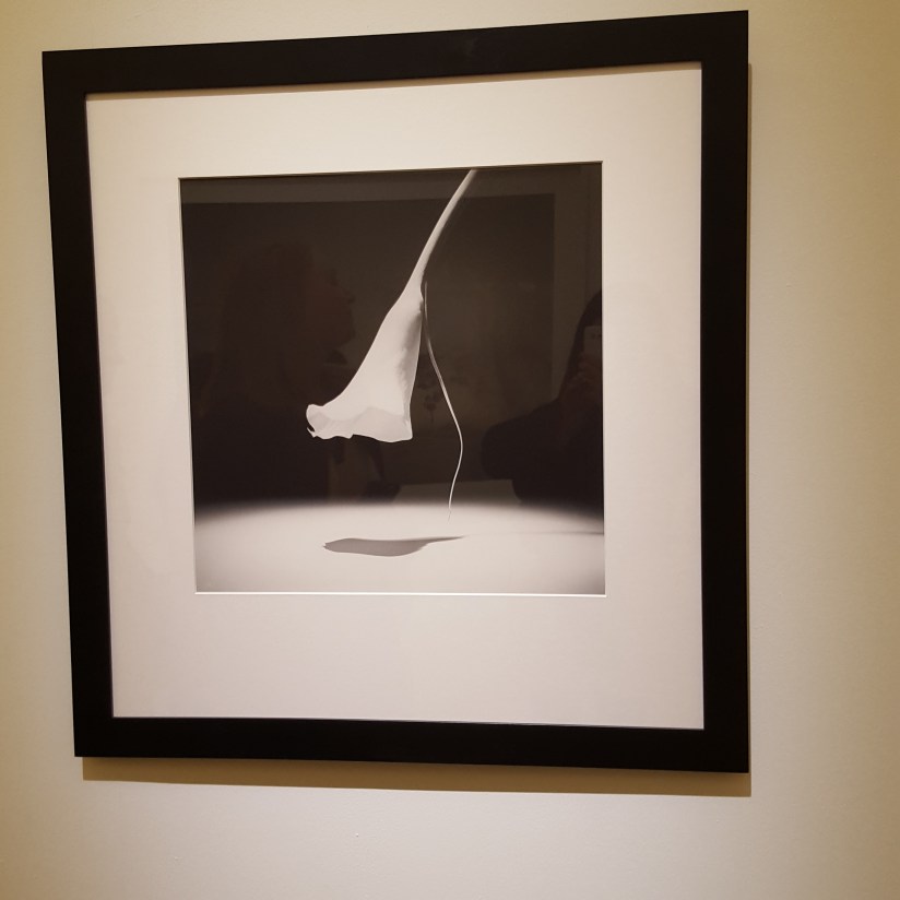 RobertMaplethorpeNHYM