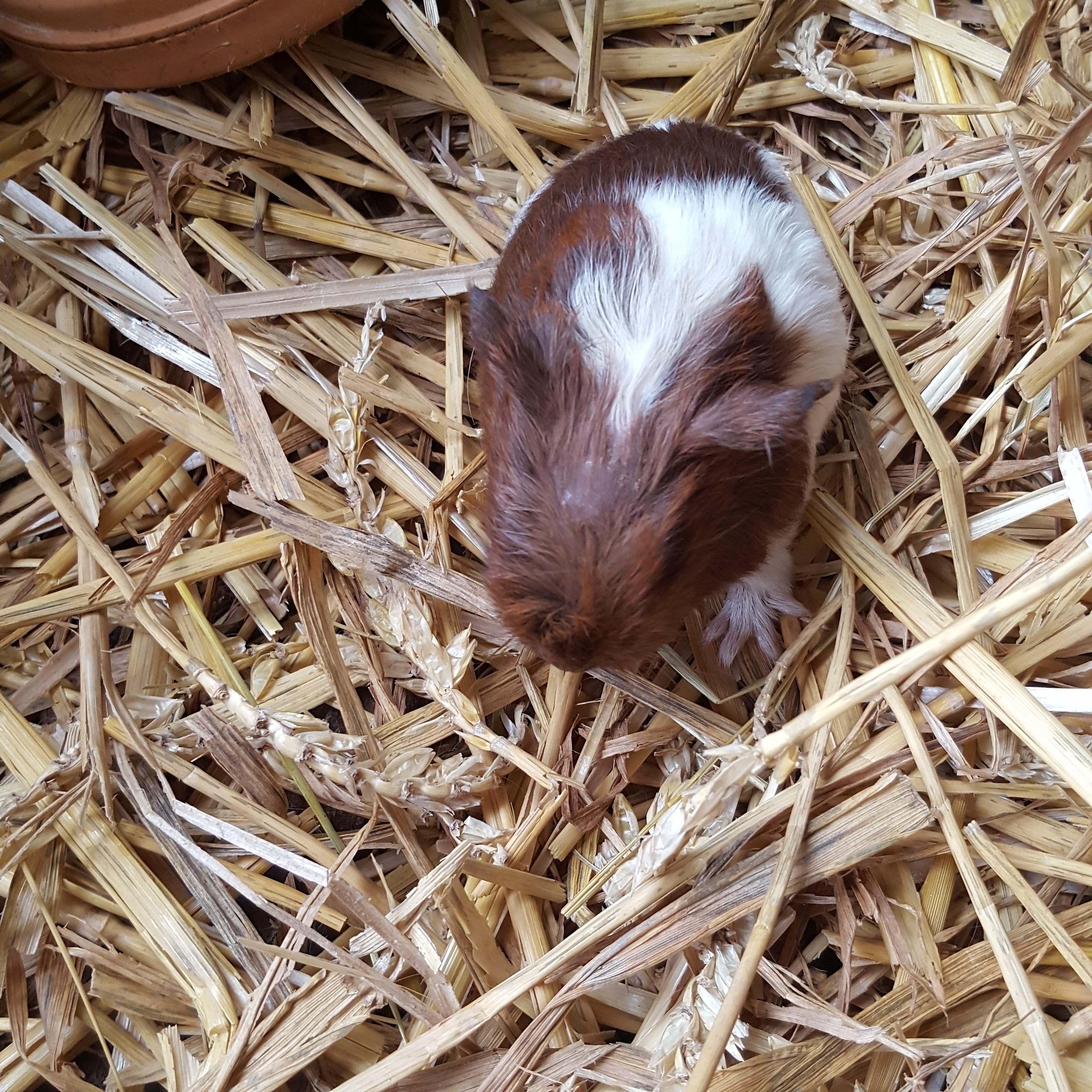 BabyGuineaPigGlampingNHYM