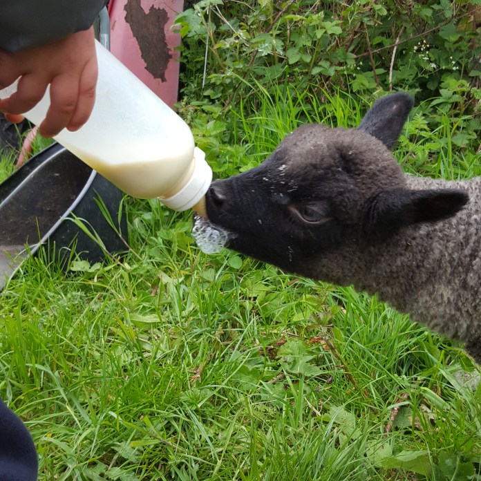 BabyLambFeedingGlampingNHYM