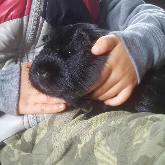 LostguineapigNewBarnFarmNHYM