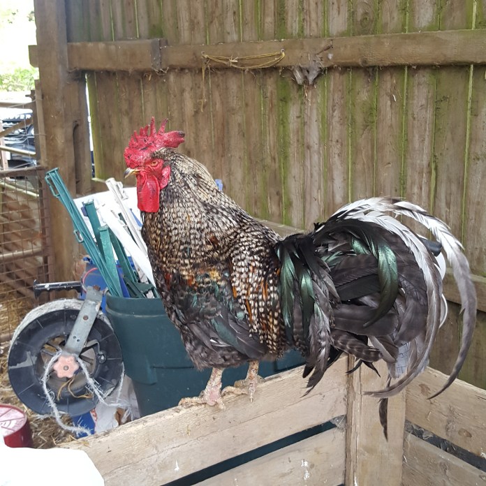 RoosternewbarnfarmNHYM