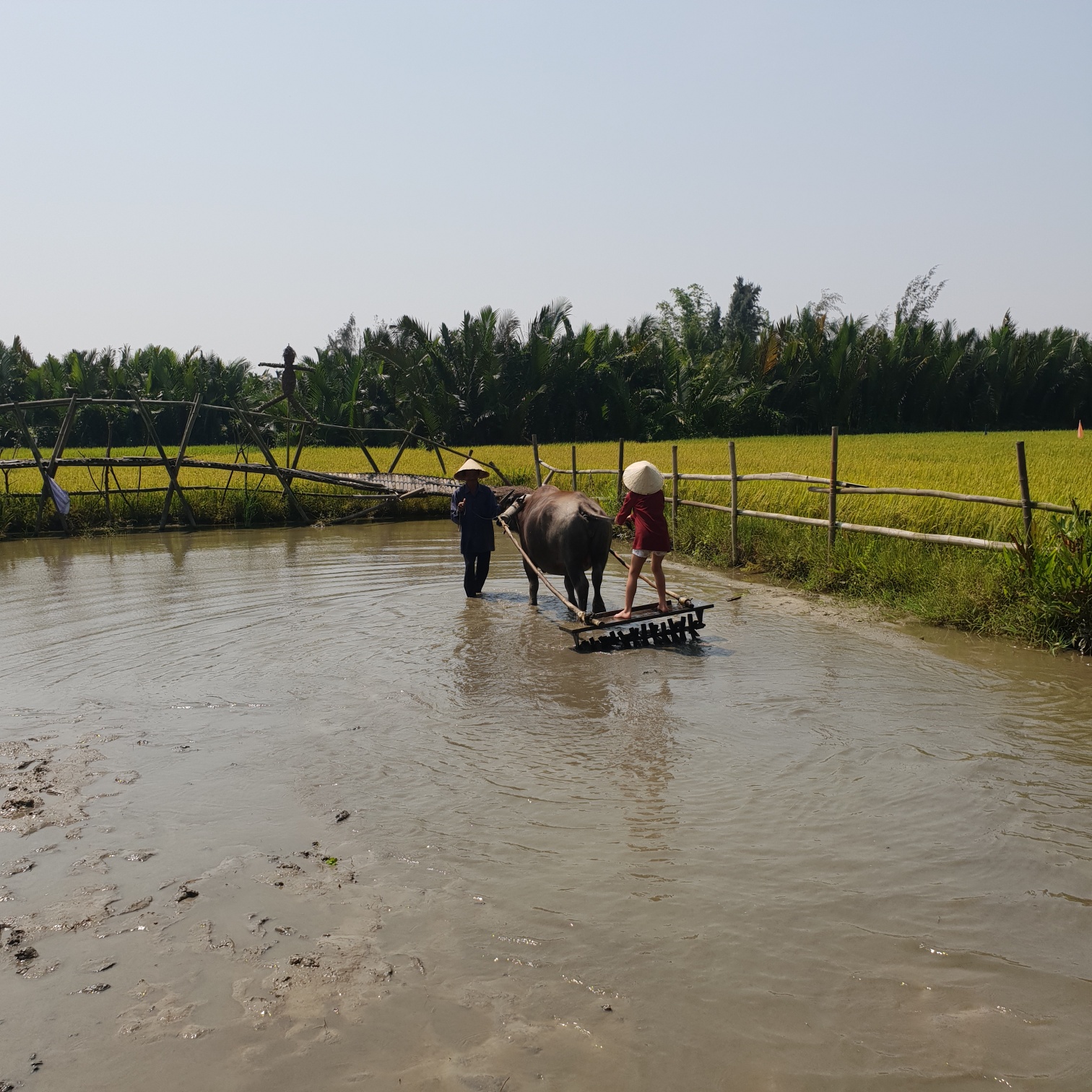 WaterBuffaloWaterSkiingNHYM